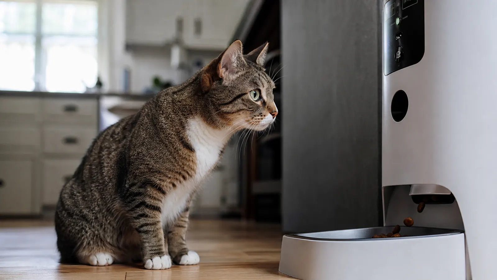 My Diabetic Cat Needed Four Meals a Day. An Automatic Feeder Changed Everything.